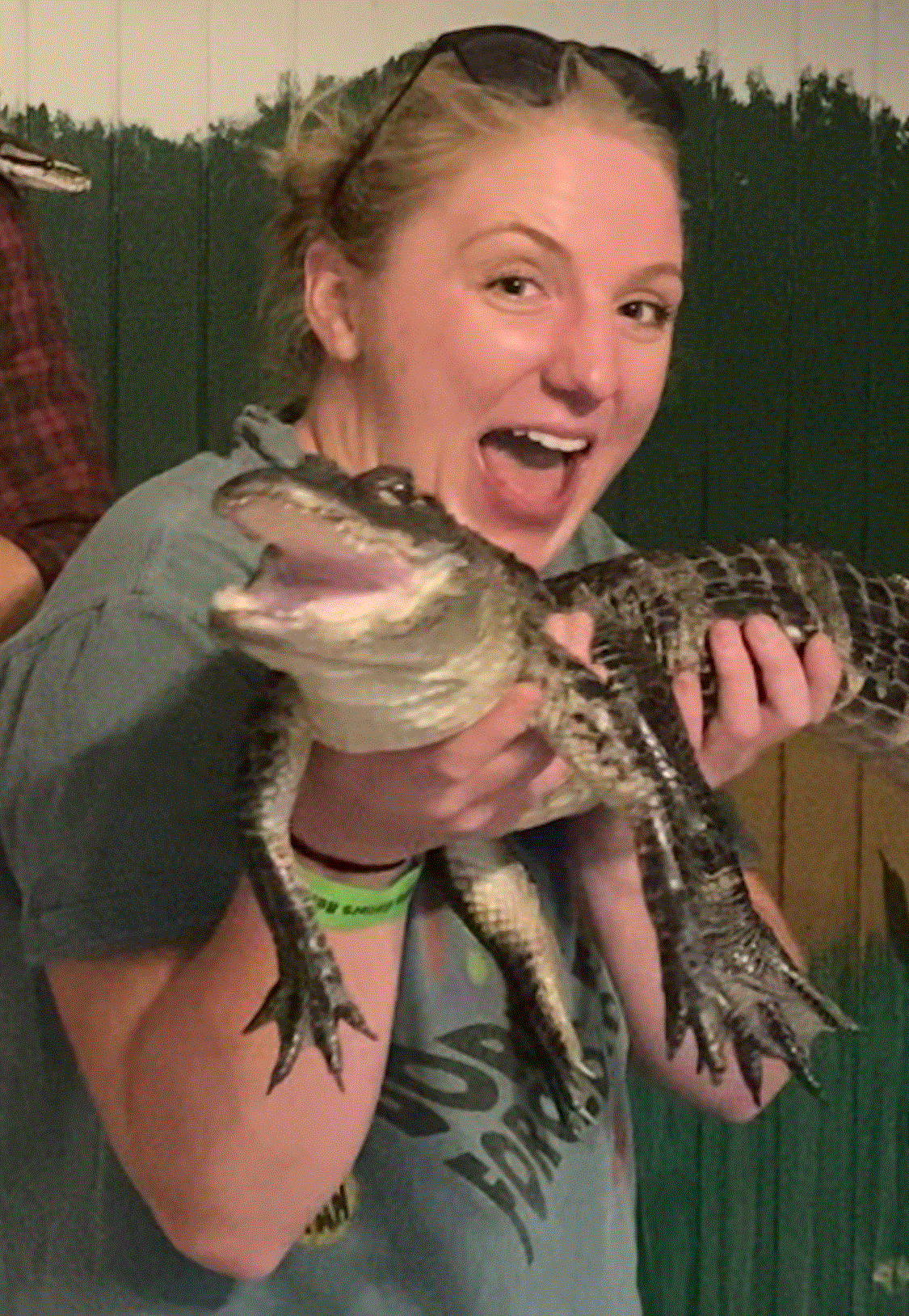 gator