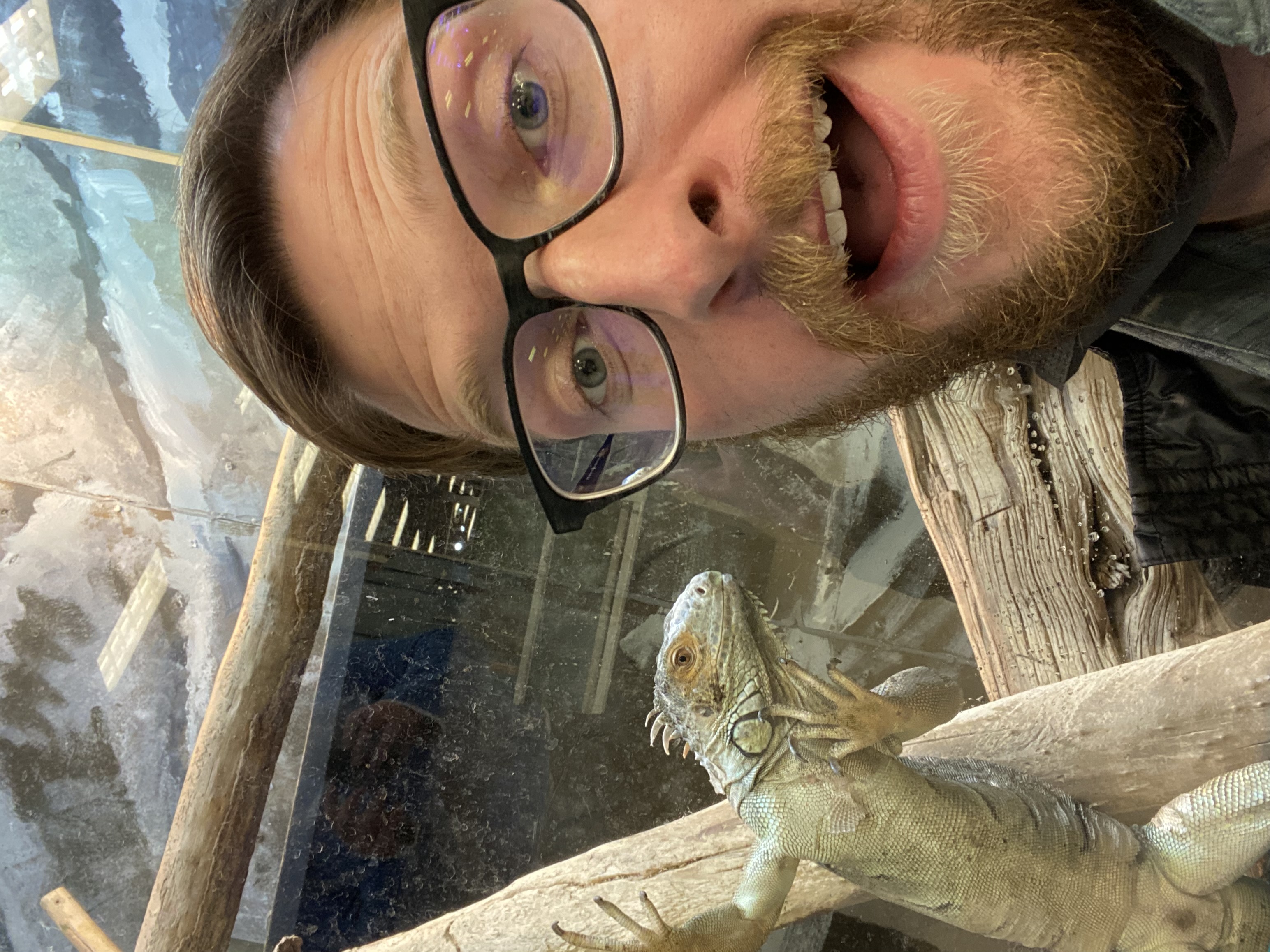 Iguana
